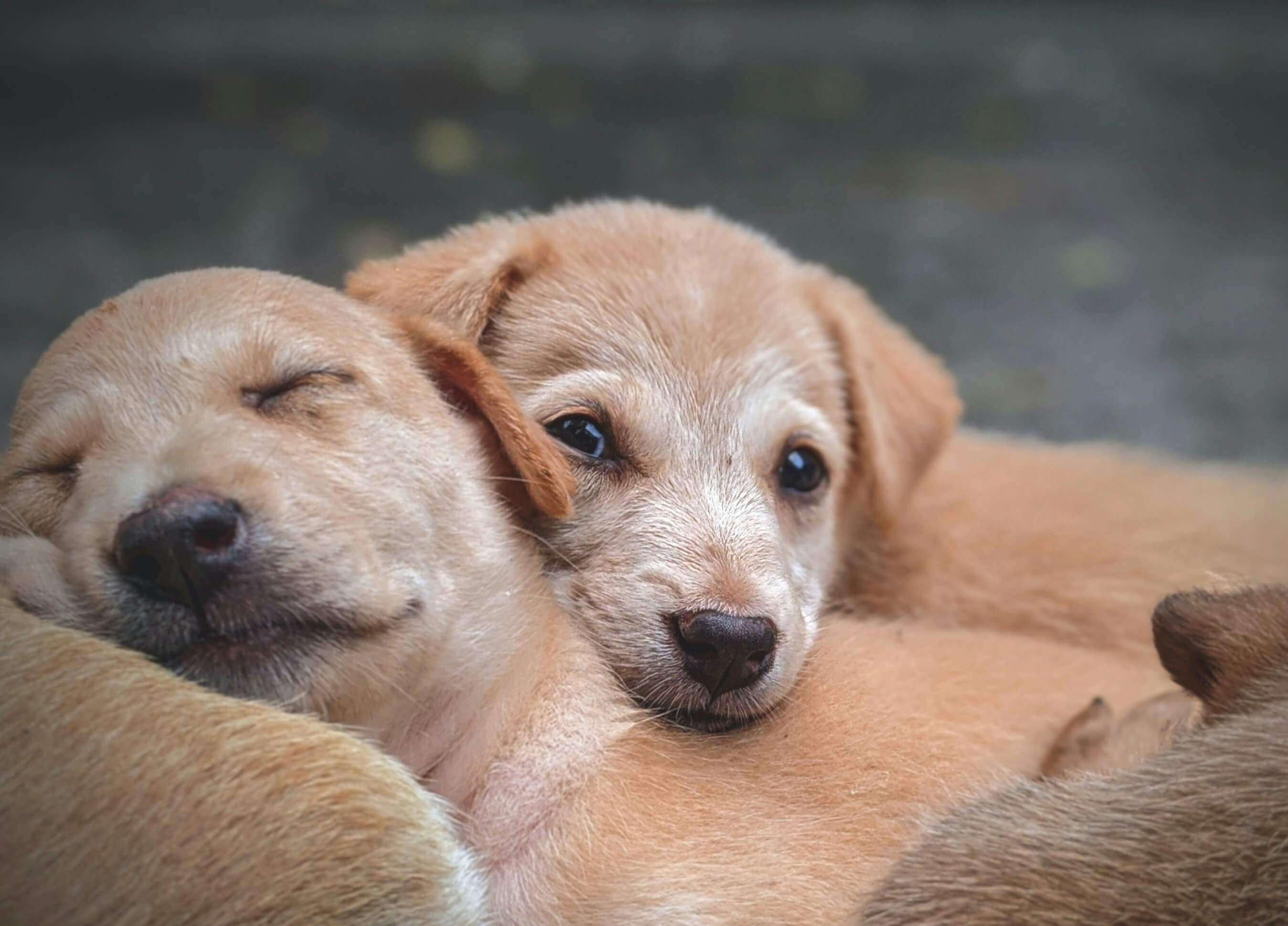 Perritos descansando - Portada MyPetMatch