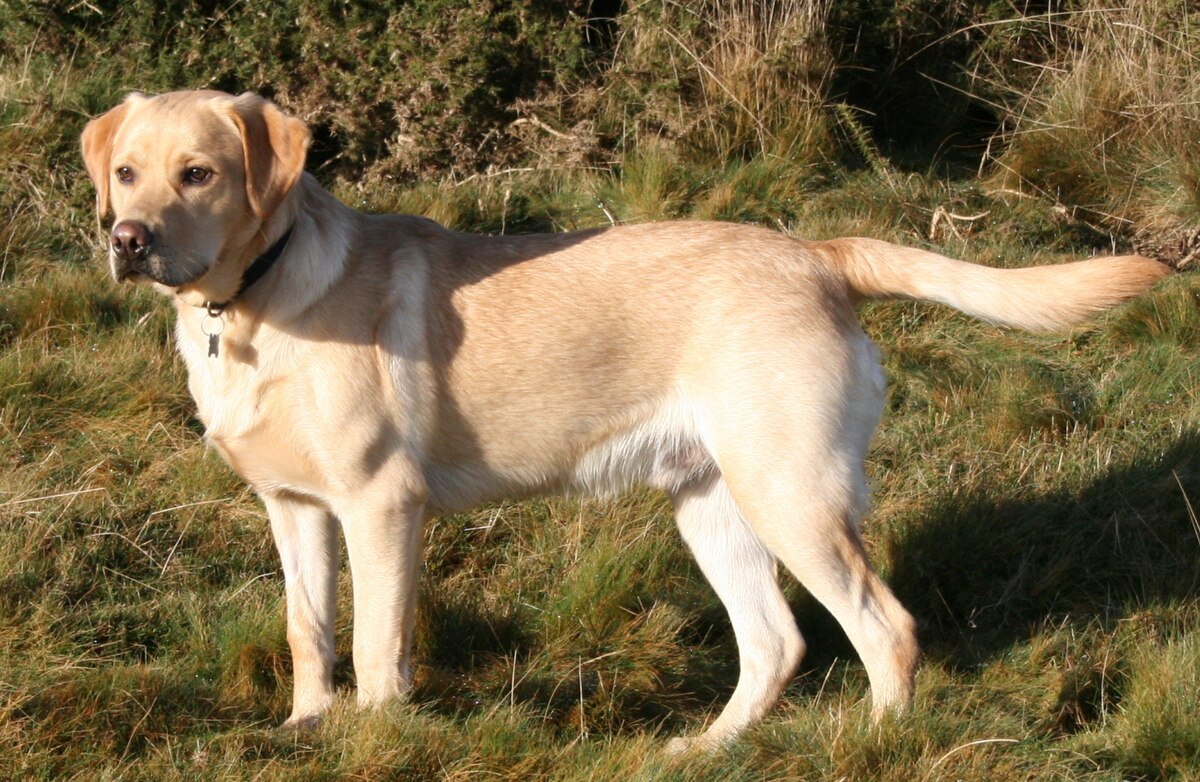Max
