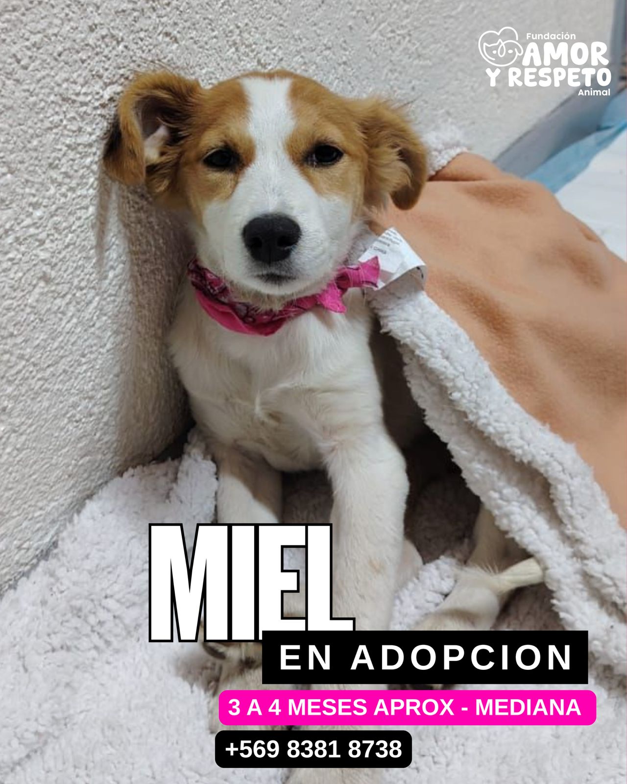 Miel
