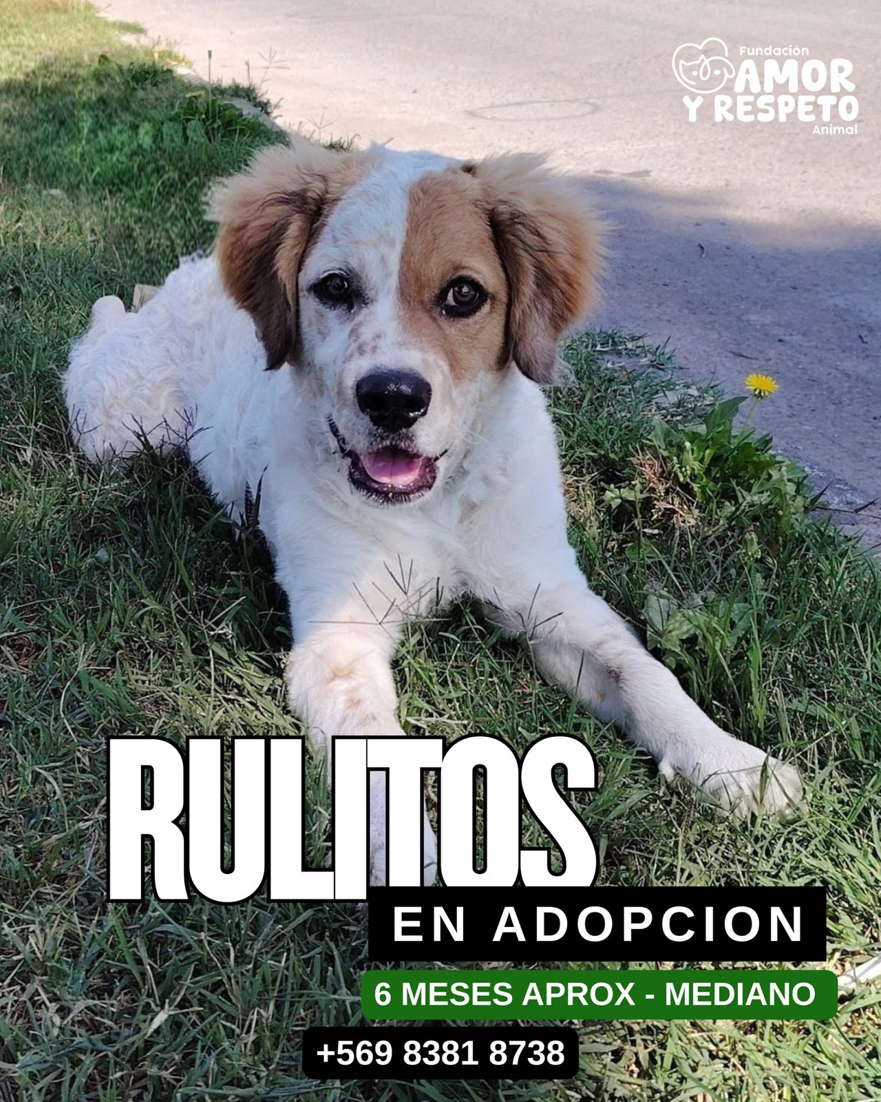 Rulitos